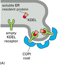 KDEL (sequenza di amminoacidi) KDEL è una sequenza di AA nella struttura di una proteina che le impedisce di essere secreta dal reticolo endoplasmatico (ER).