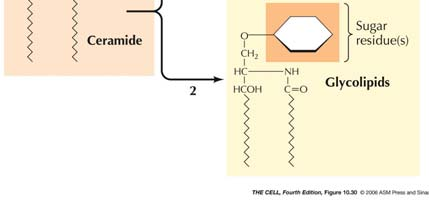 Seminario Sintesi della sfingomielina e dei glicolipidi La ceramide, sintetizzata nell ER, viene convertita nell apparato di Golgi in sfingomielina (fosfolipide) oppure in glicolipidi.