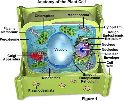 http://micro.magnet.fsu.edu/cells/plantcell.