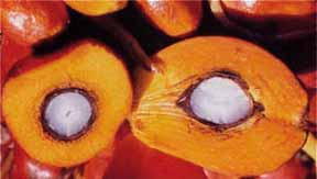 OIO I PAA 'olio di palma è un olio vegetale alimentare ricavato dal frutto di una palma tropicale che cresce in una fascia ristretta a Nord e ud dell'equatore.