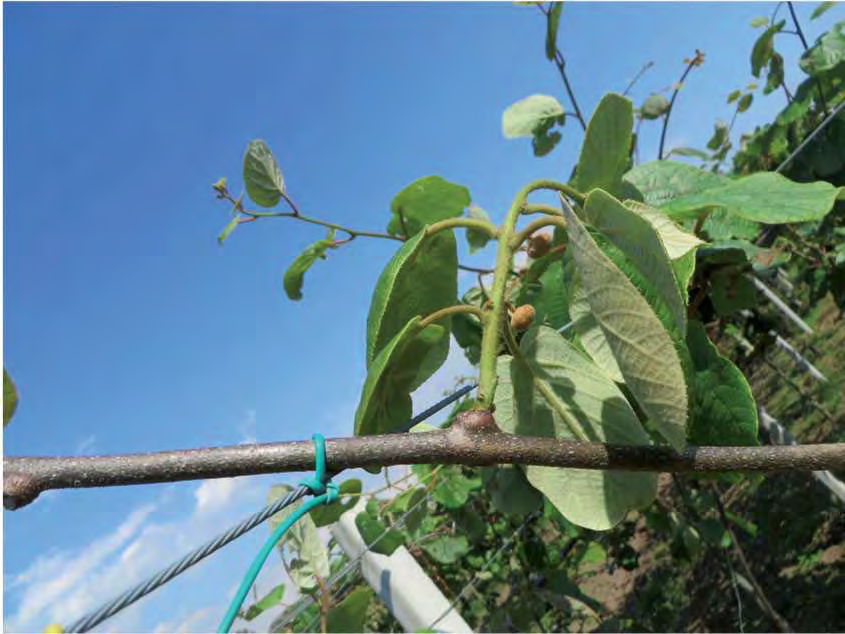 Cancro batterico dell actinidia da