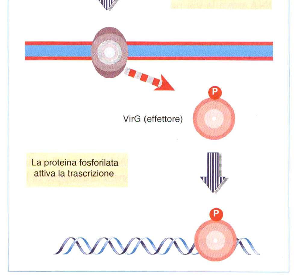 sistema a due componenti VirA / VirG