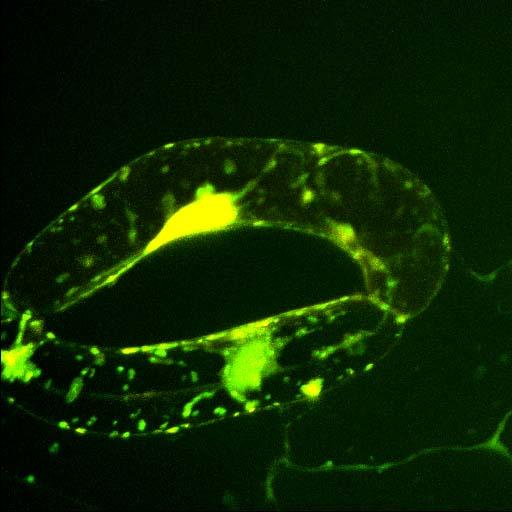 cellule di guardia a manubrio complesso dello stoma cellule di guardia reniformi STOMI rima stomatica cellule