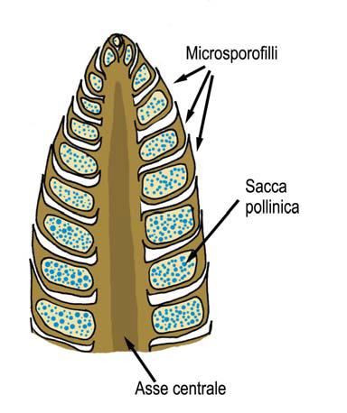 Principali adattamenti riproduttivi delle piante a seme illustrati nel ciclo biologico del pino: a) Eterosporia, con produzione di microspore e macrospore in strutture differenti Nello strobilo