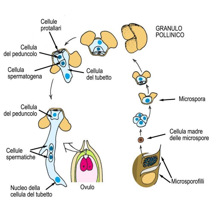 Principali adattamenti riproduttivi delle piante a seme illustrati nel ciclo biologico del pino: c) Dispersione del granulo pollinico per via anemofila, con capacità di percorrere lunghe distanze Nei
