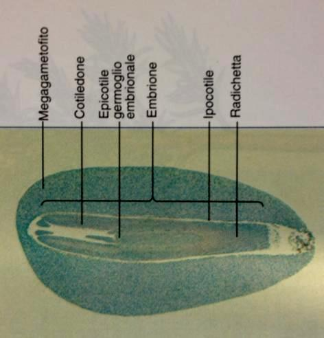 Principali adattamenti riproduttivi delle piante a seme illustrati nel ciclo biologico del pino: Il seme delle Conifere Poiché nelle Conifere non si ha doppia fecondazione, quindi non si ha