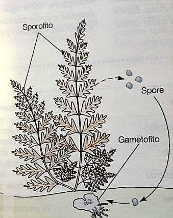 Da Campbell e Reece, Biologia Meccanismi dell Evoluzione e origini della diversità. Zanichelli Evoluzione delle piante a seme Principali adattamenti riproduttivi delle piante a seme: 1.