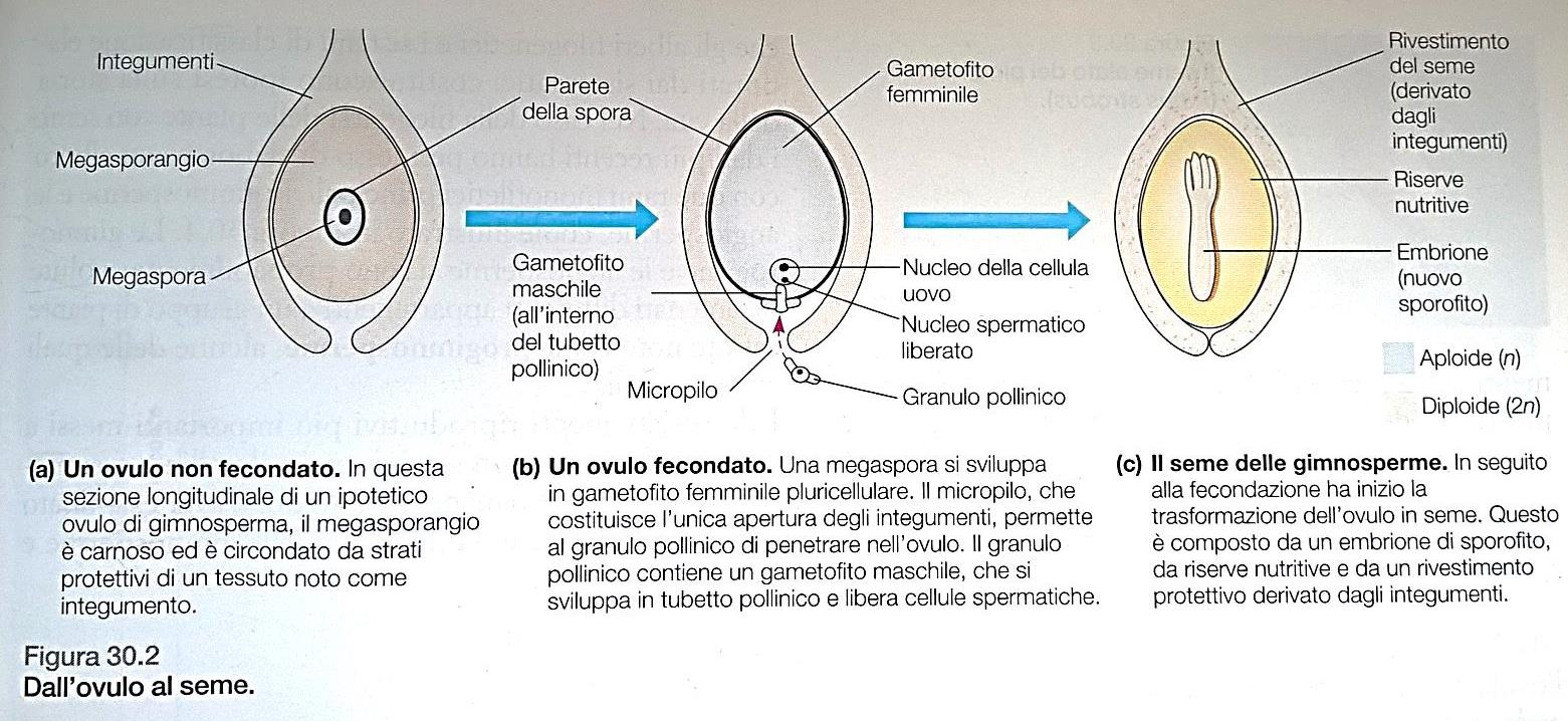 Da Campbell e Reece, Biologia Meccanismi dell Evoluzione e origini della diversità. Zanichelli Evoluzione delle piante a seme Principali adattamenti riproduttivi delle piante a seme: 2.