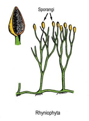 Evoluzione del seme dalle PROGIMNOSPERME alle Spermatofite: Origine telomica degli ovuli La formazione dell ovulo sarebbe avvenuta attraverso le seguenti tappe: 1.
