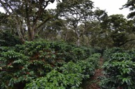 12 giorni di formazione sul caffè L agenda Umami Barista Camp prevede aavità forma4va in piantagione: - Coffee