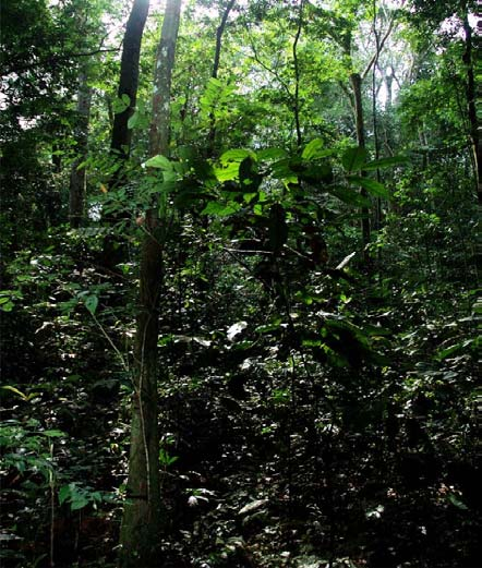 DOVE SIAMO Siamo nella Repubblica Democratica del Congo: nella Bonobo Peace Forest e precisamente nella riserva di Kokolopori localizzata nel bacino del fiume Lopori all interno della Cuvette