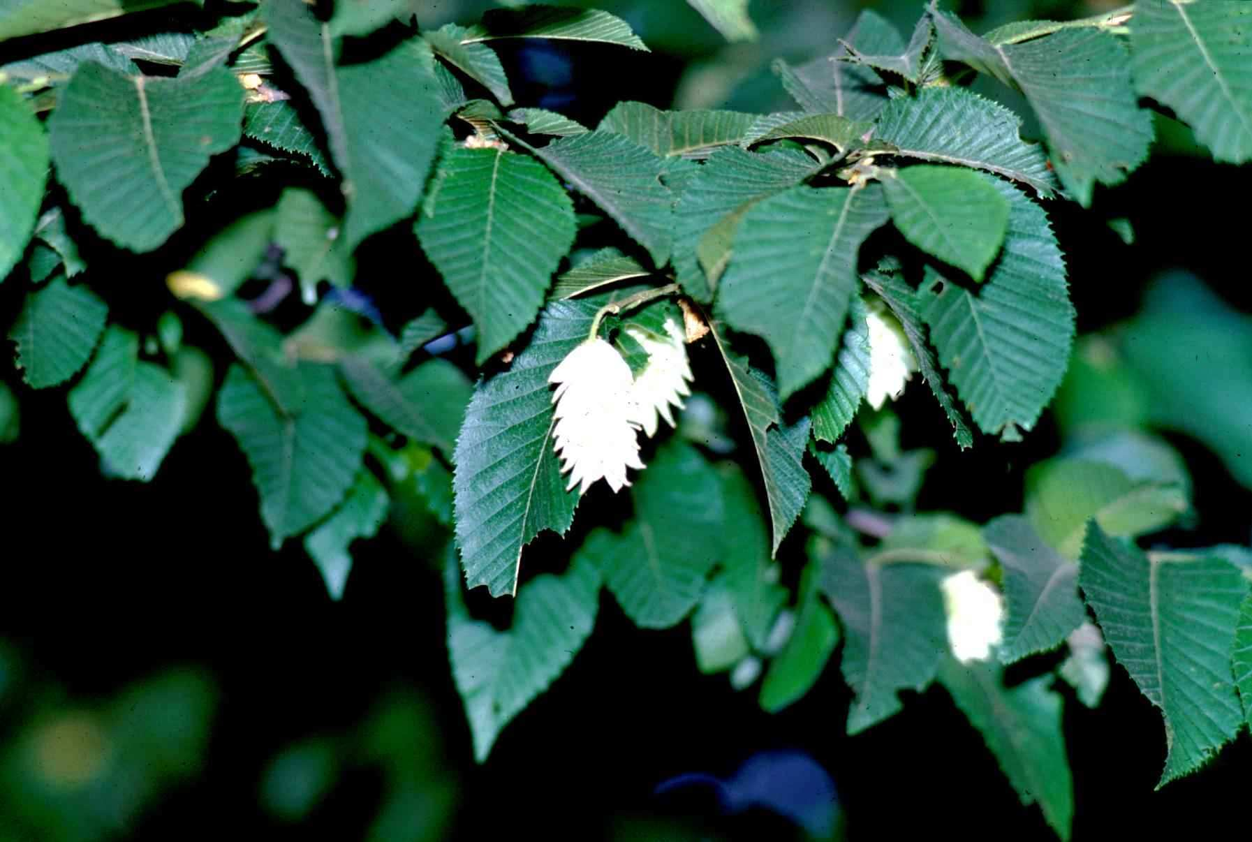 Ostrya carpinifolia Scop. (carpino nero) corotipo: Pontico-Sudest-Europeo. ambiente: boschi termofili e mesofili di latifoglie.