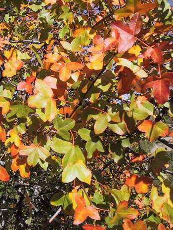 Acer monspessulanum L. (acero minore) ambiente: boschi termofili di caducifoglie in consociazione con Fraxinus ornus, Quercus pubescens, Ostrya carpinifolia, Carpinus orientalis, Quercus cerris.