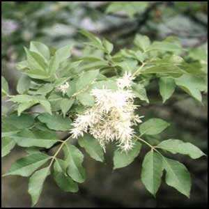 Fraxinus ornus L. (orniello) ambiente: boschi termofili di latifoglie. Leccete miste corotipo: Sudest-Europeo. Distribuzione italiana: E presente lungo tutta la penisola divenendo più raro verso W.