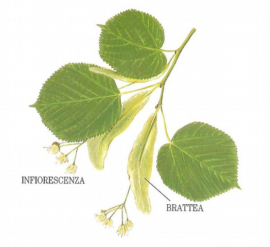 Foglie modificate Utricoli (Carnivore) Brattee