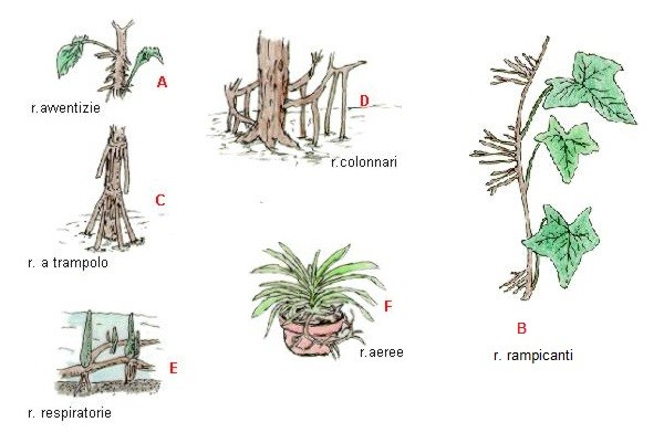 Tipi di radice e funzioni accessorie Principali tipi di radici Radici con sostanza di riserva Radici avventizie: