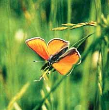 cosistemi). Le larve (bruchi) vivono a spese di varie specie erbacee e legnose, mentre gli adulti si nutrono di sostanze zuccherine di diversa natura.