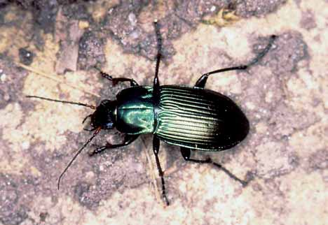 I COLEOTTERI CARABIDI GIOVANNI BURGIO, ANITA BERTI Dipartimento di Scienze e Tecnologie Agroambientali, Università di Bologna ROBERTO FABBRI Museo Civico di Storia Naturale, Ferrara LUCA BORIANI