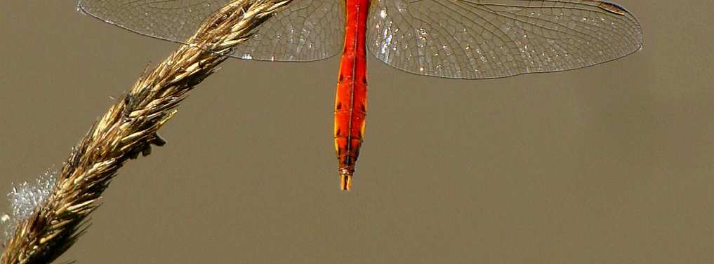 Casalmoro Libellule specie di interesse