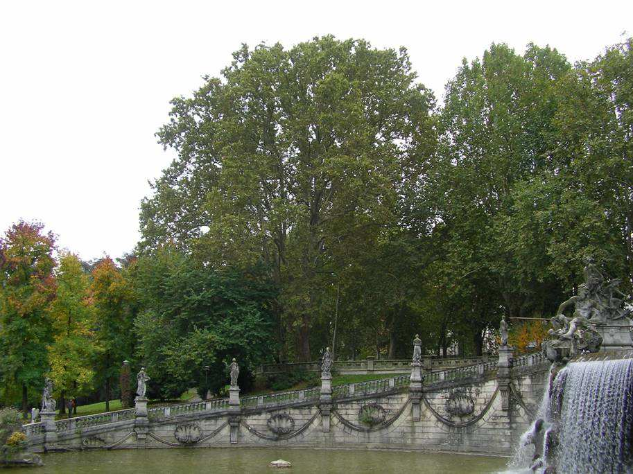 Il Platano della Fontana dei 12 mesi/parco del Valentino