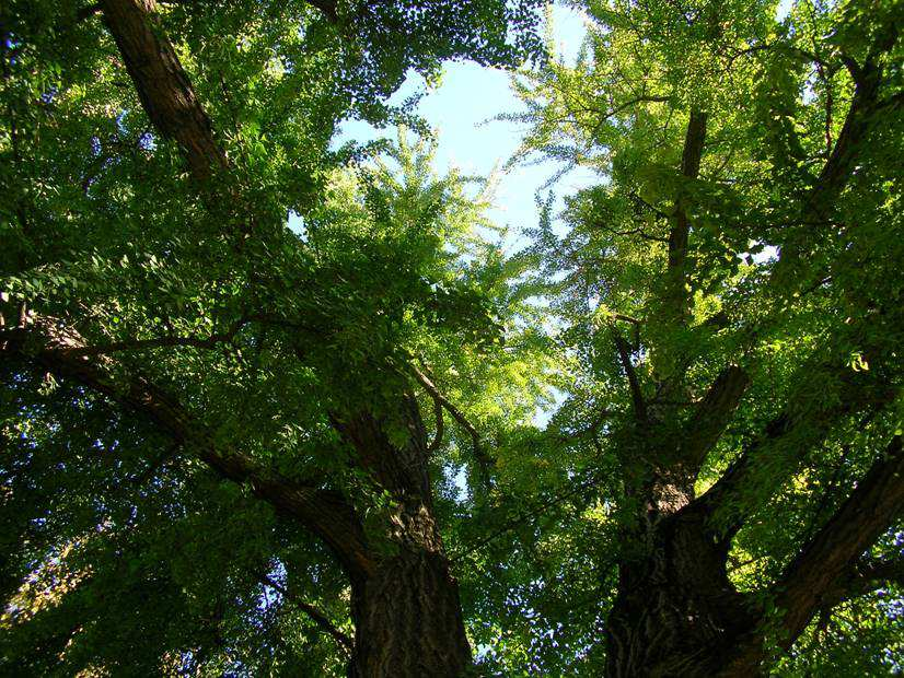 Il Ginkgo di Piazza Cavour Circonferenza: 370 cm Altezza: 27 m Criteri di