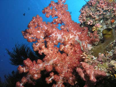 MALDIVE La scoperta della nascita di un reef Crociera naturalistica con biologo marino a bordo di m/y Princess Dhonkamana dal 1 al 10 maggio 2010 con partecipazione dell Istituto per gli Studi sul