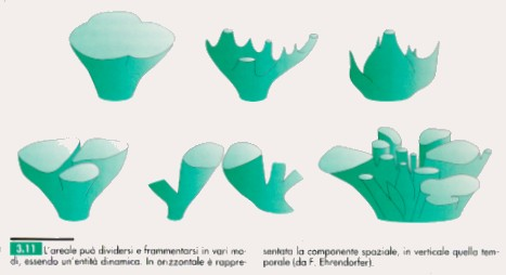 MODIFICAZIONI DELL AREALE L areale è un entità complessa,