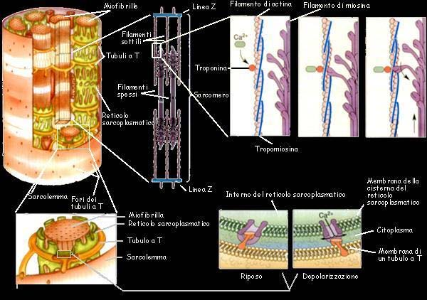 Tubuli trasversali si Muscolo striato estendono nel sarcoplasma ad angolo retto rispetto all asse longitudinale della fibra muscolare. Formati da introflessioni del sarcolemma.