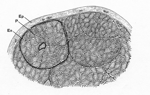 1.2 Struttura anatomica e fisiologia dei muscoli scheletrici Ogni muscolo risulta composto da fibre tenute insieme da tessuto connettivo, il cui numero dipende dalla grandezza della sezione