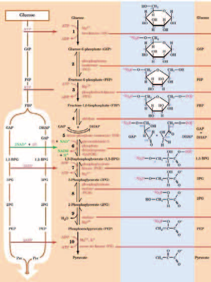 Glicolisi: I fase 5) Trioso fosfato isomerasi (TIM) TIM permette ad