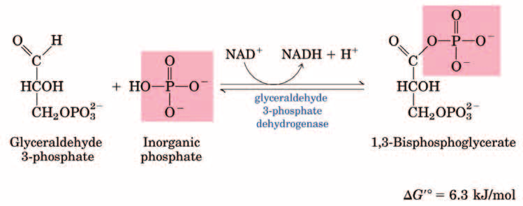 Glicolisi: II fase 6) Gliceraldeide-3-fosfato deidrogenasi (GAPDH) reazione: ossidazione e fosforilazione di GAP ad opera di NAD + e P i con sintesi di 1,3-bisfosfoglicerato (1,3-BPG) - l ossidazione