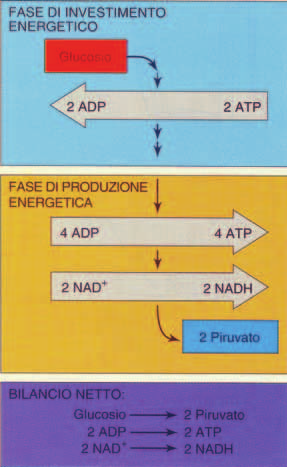 Glicolisi - 2 fasi Glicolisi reazioni 1-5: investimento energetico si consumano 2 molecole di ATP ed il glucosio è scisso in 2 molecole di gliceraldeide-3-fosfato (G3P) reazioni 6-10: recupero