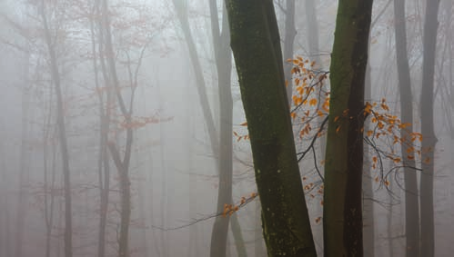 Nebbia mattutina nel bosco alpino - Val Badia, Alto Adige. Canon Eos 5D, Canon EF 70/200 mm f2,8l USM 1/60 f8,0 - ISO 200.