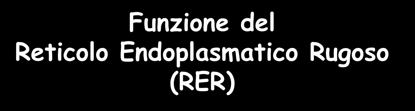 Funzione del Reticolo Endoplasmatico Rugoso (RER) Sintesi delle proteine che devono essere secrete o entrare in membrana plasmatica e varie membrane intracellulari (ER, Golgi e Lisosomi)