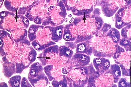 Cellule Acinari Pancreatiche Producono gli enzimi digestivi.