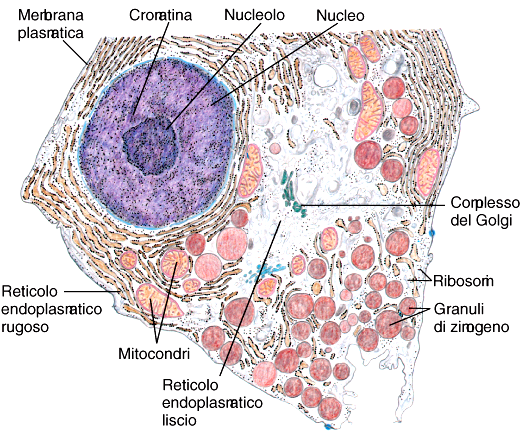 Cellule