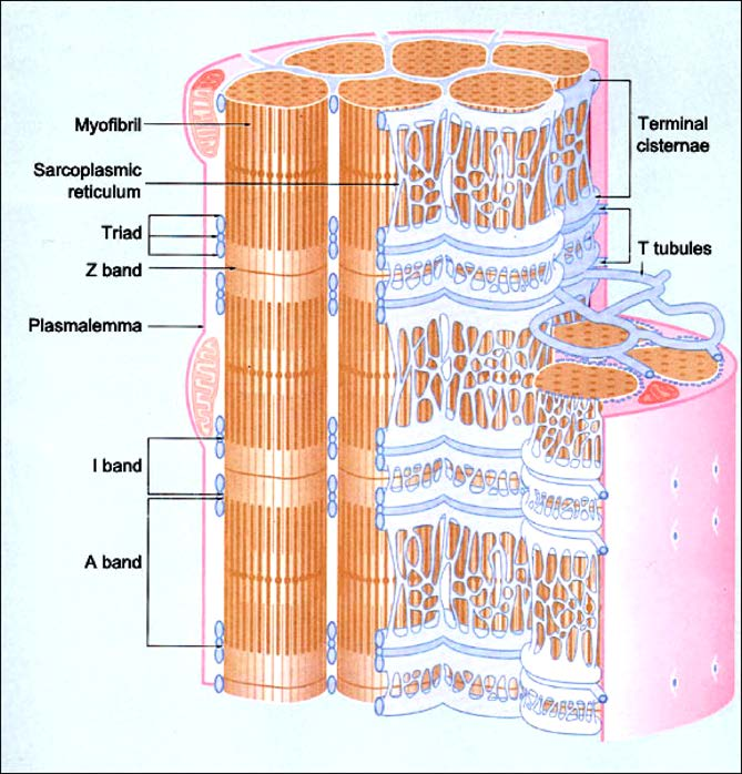 Reticolo Sarcoplasmatico SER nel muscolo scheletrico