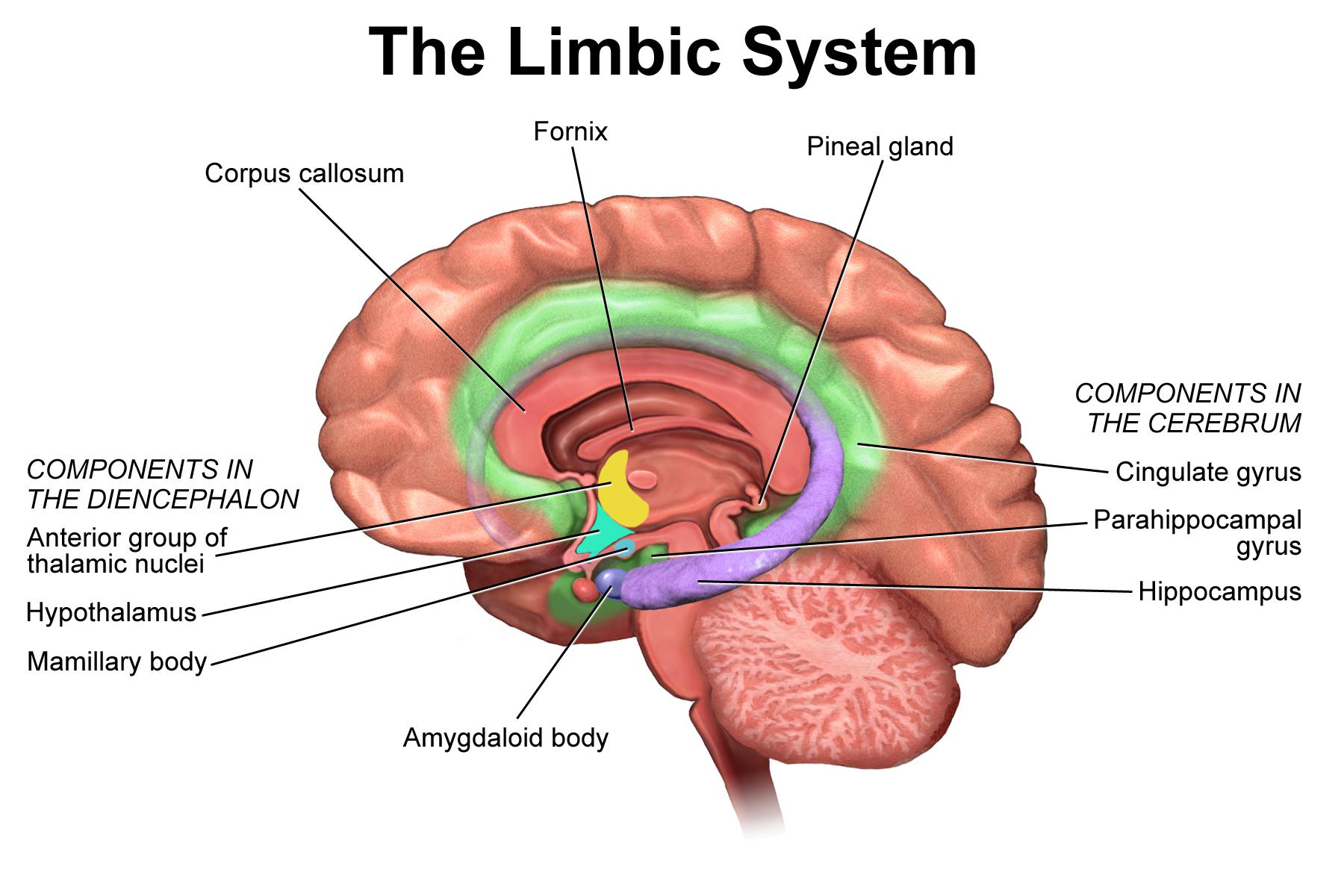 SISTEMA ENDOCRINO STRESS