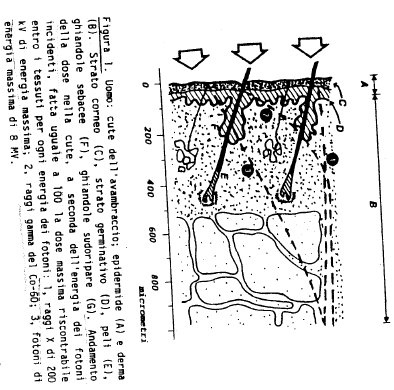 Capacita di penetrazione delle radiazioni nei tessuti - Polvani, Fig 1, p 55: andamento della dose da fotoni nei primi strati cutanei: (i) la dose dovuta alla radiazione primaria decresce