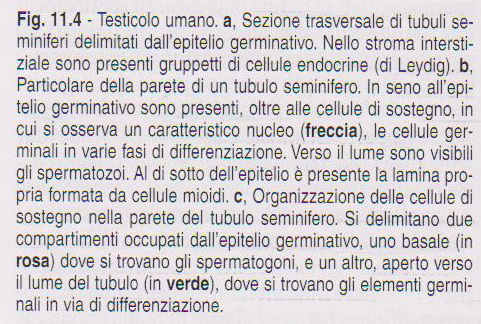 GLI SPERMATOCITI IN MEIOSI SPERMIOGENESI: GLI SPERMATIDI SONO ANCORATI AL CITOPLASMA DELLE GROSSE CELLULE DEL SERTOLI.