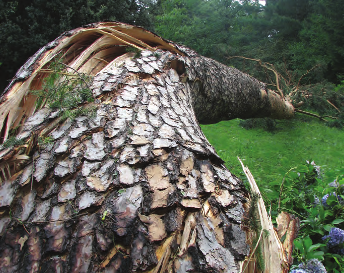 ARBORICULTURA Sicurezza statica: materia per esperti Studio, occhio ed esperienza per valutare seriamente gli alberi L impiego di metodi di valutazione della stabilità degli alberi non può essere