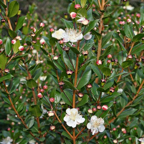 Myrtus communis L. subsp.