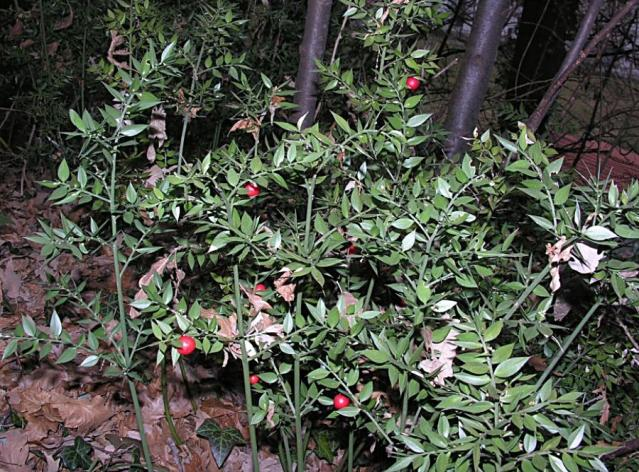 Ruscus