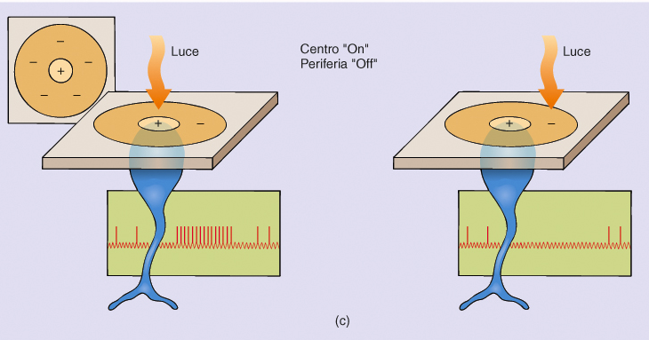 Cellule gangliari e campi recettivi Neuroni a centro ON: parte centrale del campo eccitatoria, periferia inibitoria