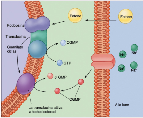 Fototrasduzione La fosfodiesterasi idrolizza il cgmp in 5 -GMP Quindi [cgmp] diminuisce Di norma il cgmp determina l apertura dei canali di membrana per il Na