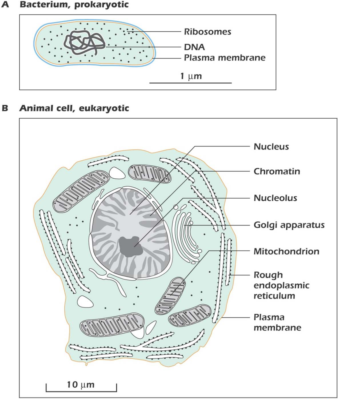 Organizzazione delle cellule procariotiche ed eucariotiche