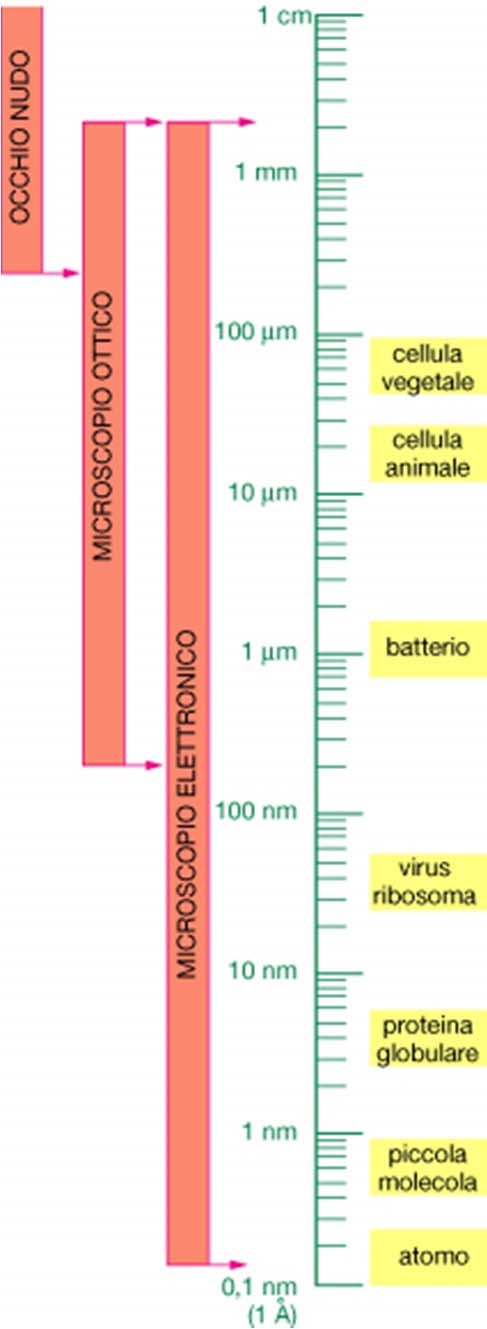 tipi di microscopio