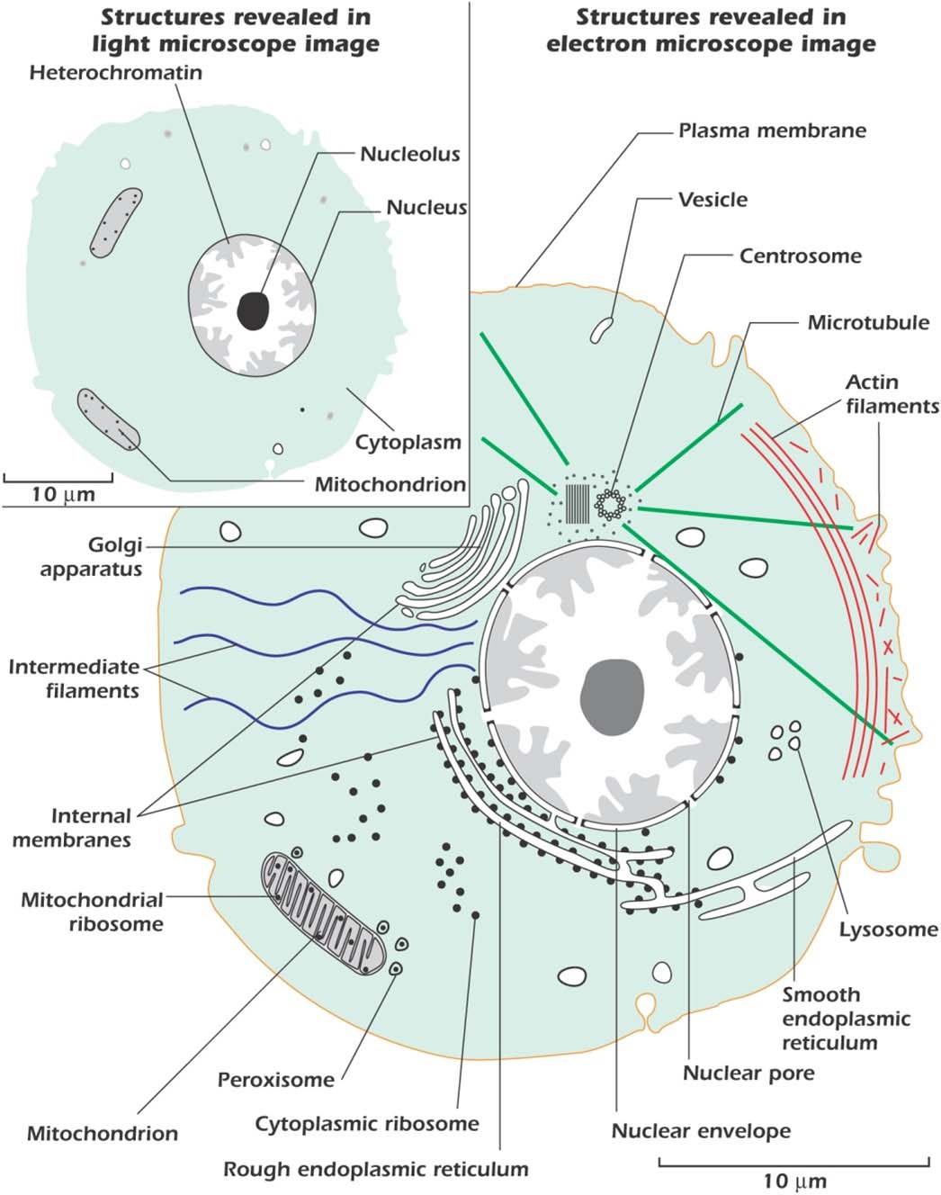 La cellula osservata al microscopio ottico o al microscopio elettronico Il microscopio ottico usa luce visibile di lunghezza d onda di circa 500 nm ed ha un potere di risoluzione di circa 250 nm,