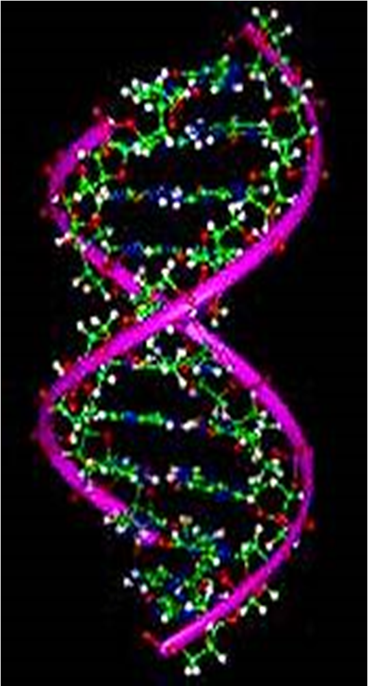 alcune informazioni. La molecola a doppia elica del DNA se srotolata sarebbe lunga 1,8 metri!