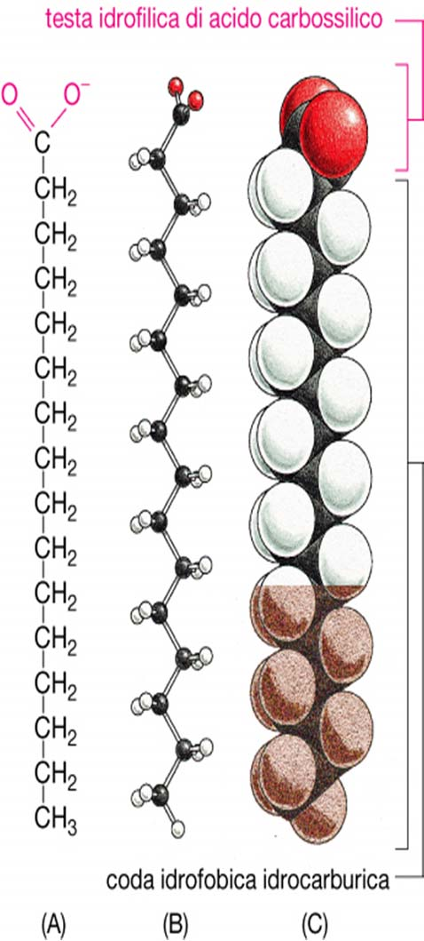 nelle membrane Struttura di